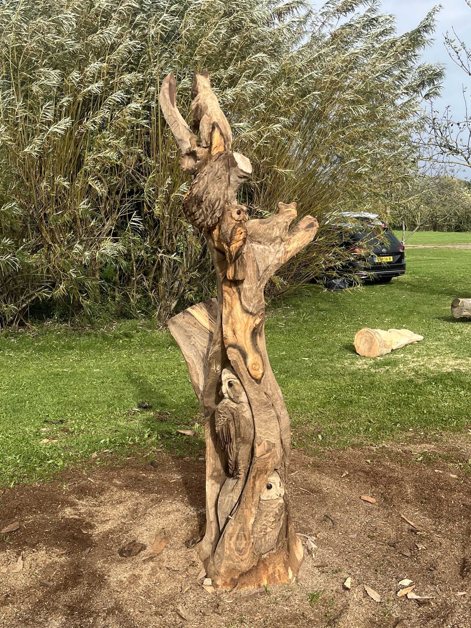 Natuurboom foto 6